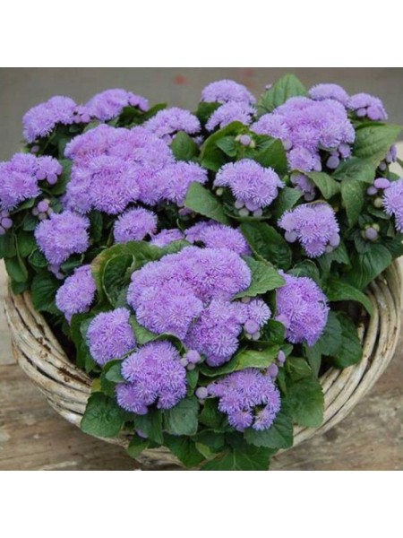 Алоха F1 блю (синий) семян агератума (Hem Genetics)