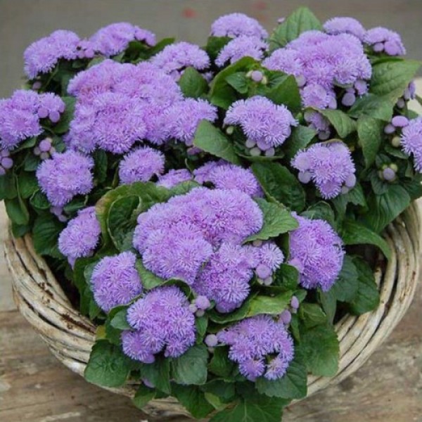 Алоха F1 блю (синий) семян агератума (Hem Genetics)
