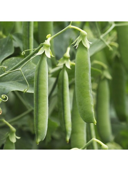 Амалфи семян гороха (Syngenta)