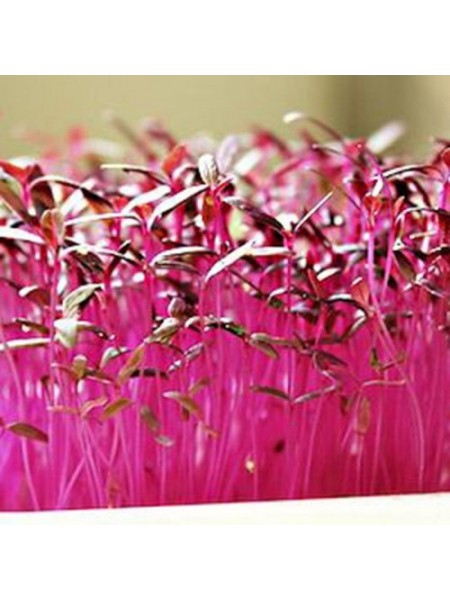 Амарант красный семена микрозеленые (Agrocity)