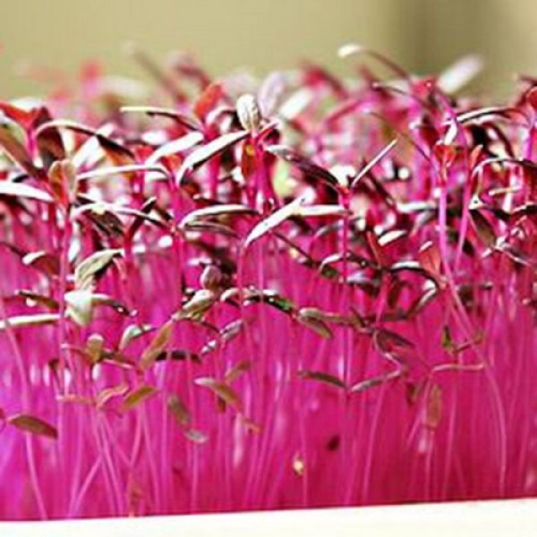 Амарант красный семена микрозеленые (Agrocity)