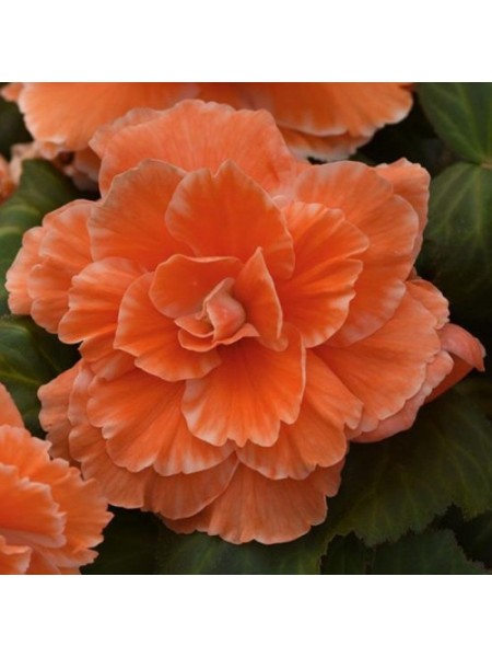 Амери Гибрид Пикоте F1 абрикосовое кружево (Picotee Lace Apricot) семена бегонии клубневой (туберозы) (Pan American)