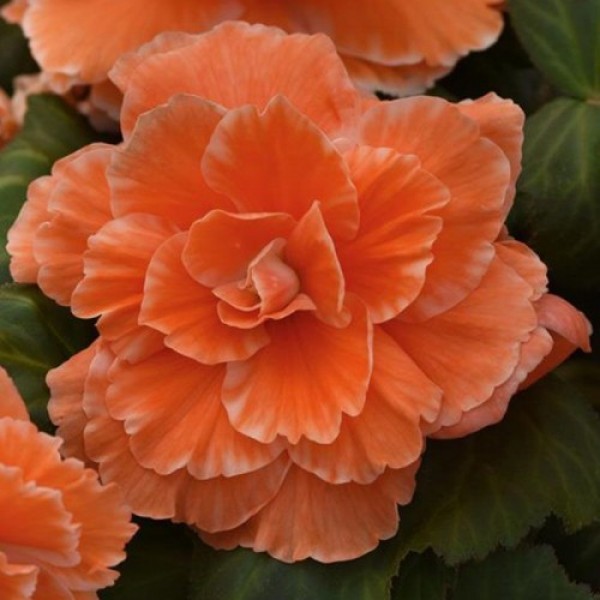 Амери Гибрид Пикоте F1 абрикосовое кружево (Picotee Lace Apricot) семена бегонии клубневой (туберозы) (Pan American)