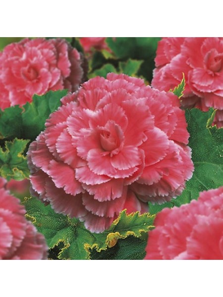 Амери Гибрид Пикоте F1 розовое кружево (Picotee Lace Pink) семена бегонии клубневой (туберозы) (Pan American)