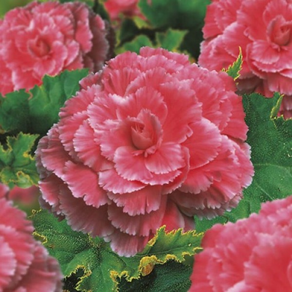 Амери Гибрид Пикоте F1 розовое кружево (Picotee Lace Pink) семена бегонии клубневой (туберозы) (Pan American)