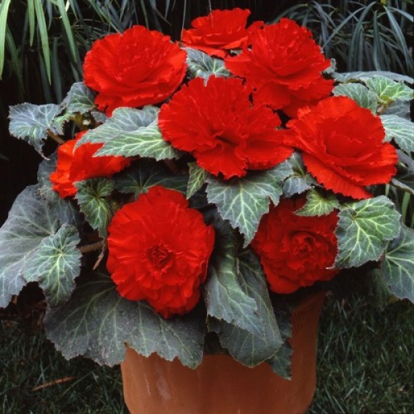 Амері Гібрид Рафлд F1 червоний (Ruffled Scarlet Red) насіння бегонії бульбової (туберози) (Pan American)