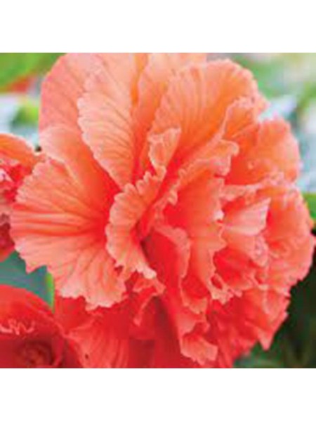 Амери Гибрид Рафлд F1 лососевый (Ruffled Coral Salmon) семена бегонии клубневой (туберозы) (Pan American)