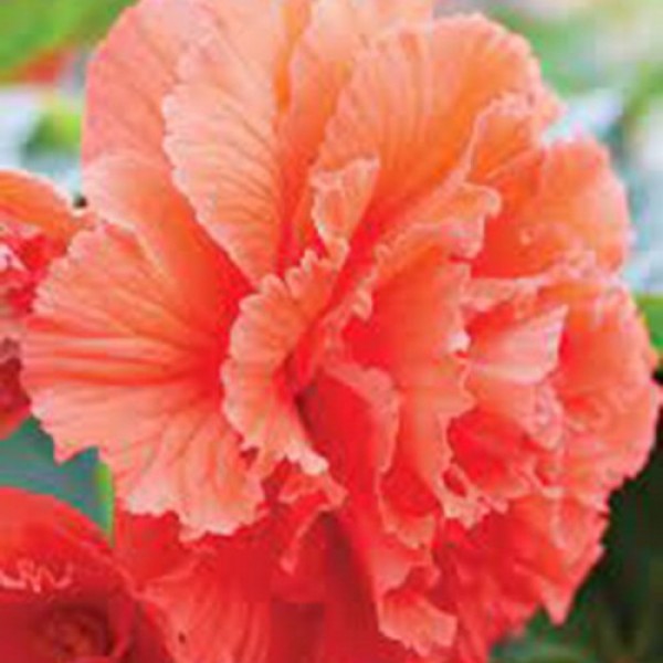 Амері Гібрид Рафлд F1 лососевий (Ruffled Coral Salmon) насіння бегонії бульбової (туберози) (Pan American)