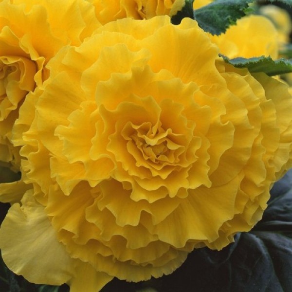 Амері Гібрид Рафлд F1 жовтий (Ruffled Yellow) насіння бегонії бульбової (туберози) (Pan American)