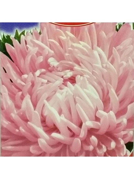 Американская красавица семена астры пионообразной (GL Seeds)