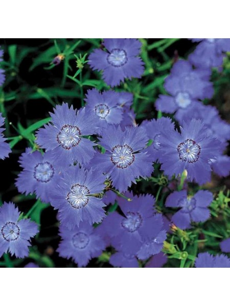 Амурська блакитна (blue) насіння гвоздики (Hem Zaden)