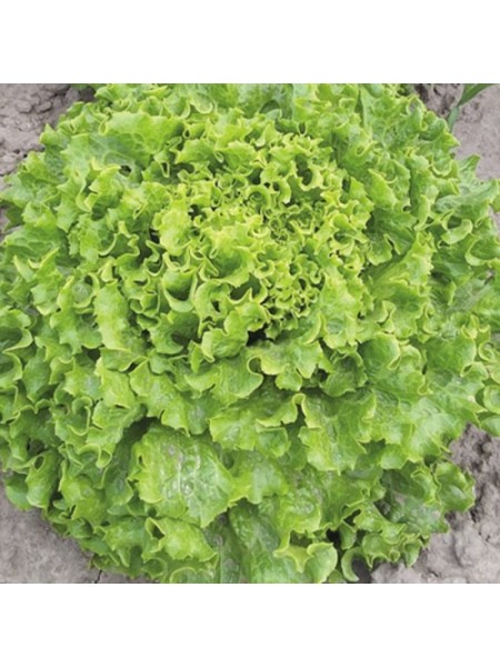 Аннисол семена салата тип Батавия (Syngenta)