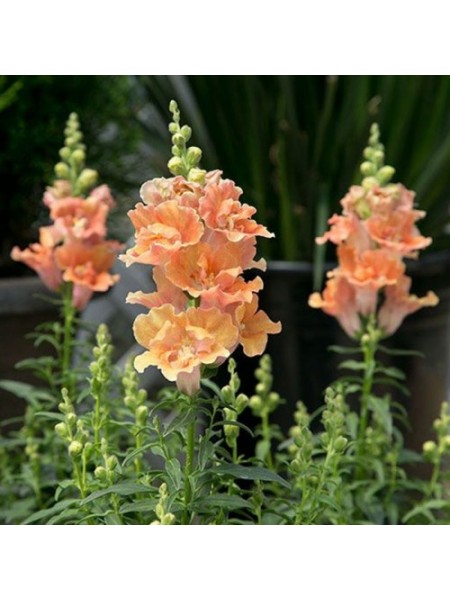 Твинные F1 персиковый (peach) семена антиринума (Hem Genetics)