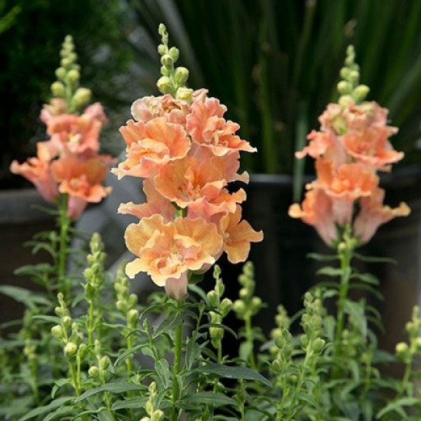 Твинные F1 персиковый (peach) семена антиринума (Hem Genetics)