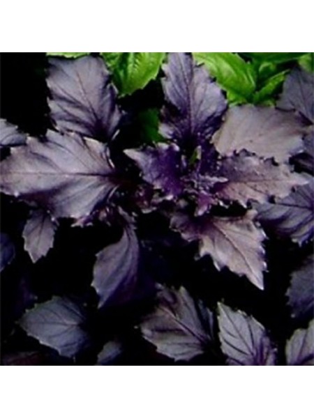 Арарат семян базилика (GL Seeds)