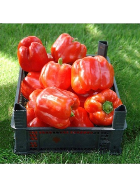 Аристотель F1 семян перца сладкого (Seminis)