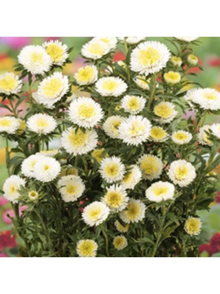 Арлекин белый (White) семена астры (Satimex)