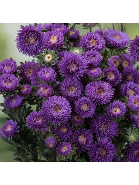Арлекин фиолетовый (Purple) семян астры (Satimex)