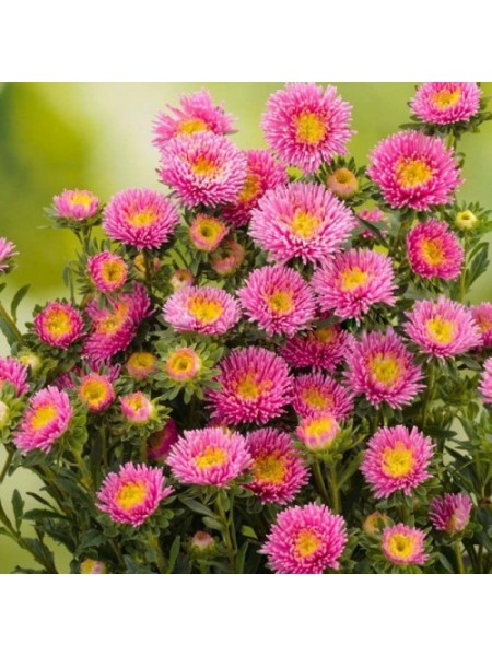 Арлекин розовой (Pink) семян астры (Satimex)