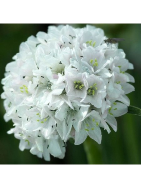 Армада белая (white) семян армерии (Syngenta)