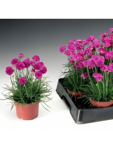 Армада розовая (pink) семена армерии (Syngenta)