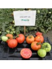 Арнольд (INX 1577 F1) семена помидора детерминантного (Innova Seeds)