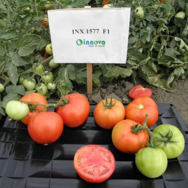 Арнольд (INX 1577 F1) семена помидора детерминантного (Innova Seeds)
