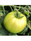 Арнольд (INX 1577 F1) семена помидора детерминантного (Innova Seeds)