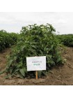 Арнольд (INX 1577 F1) семена помидора детерминантного (Innova Seeds)