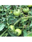 Арнольд (INX 1577 F1) семена помидора детерминантного (Innova Seeds)