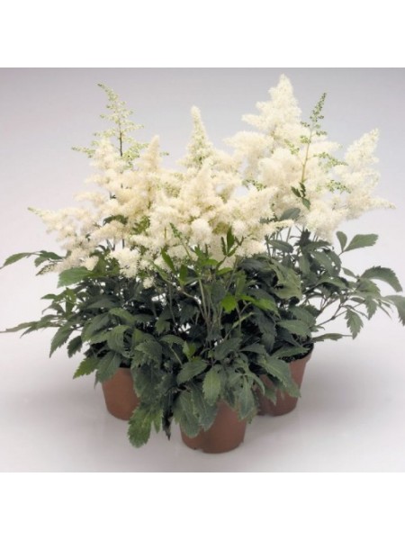 Астари (Астаре) белая (white) семена астильбы (Benary)