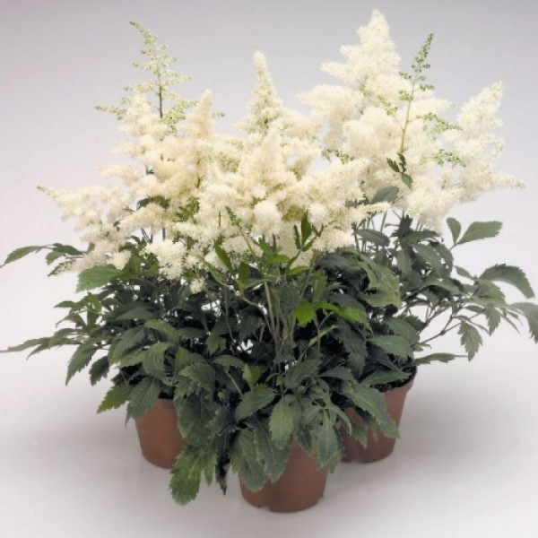 Астарі (Астаре) біла (white) насіння астильби (Benary)
