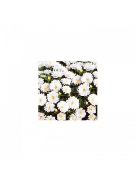 Астра карликова біла (White) насіння (Moravoseed)