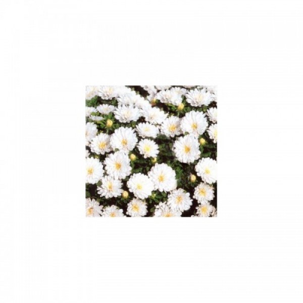 Астра карликова біла (White) насіння (Moravoseed)
