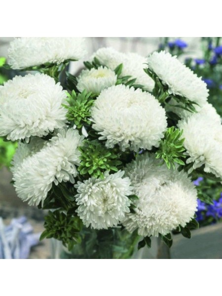 Сиринга белая (White) семена астры хризантемообразной (Satimex)