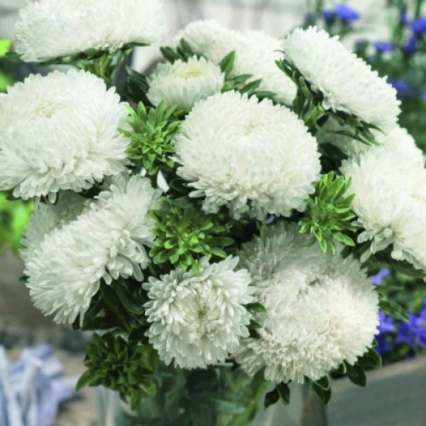 Сиринга белая (White) семена астры хризантемообразной (Satimex)