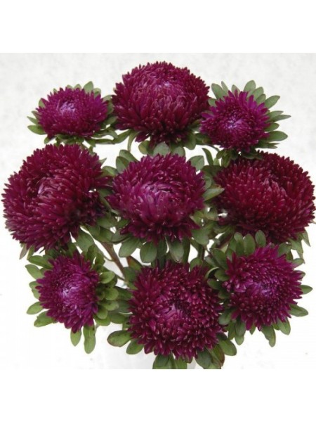 Сиринга пурпурная (Purple) семена астры хризантемообразной (Satimex)
