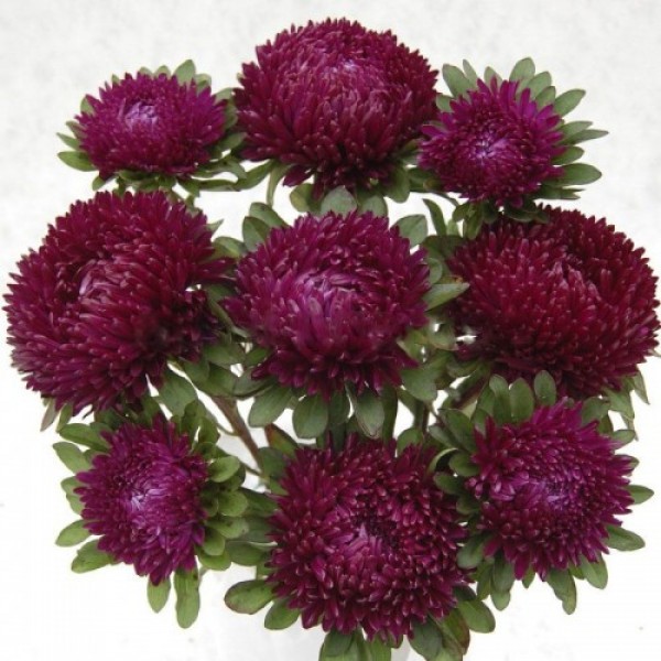 Сиринга пурпурная (Purple) семена астры хризантемообразной (Satimex)