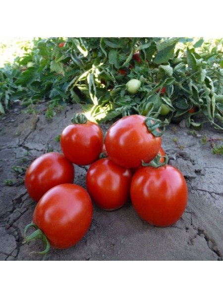 Асвон F1 (KS 1140 F1) семена помидора детерминантного (Kitano Seeds)