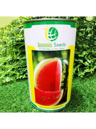 АУ Продюсер семян арбуза среднего (Innova Seeds)