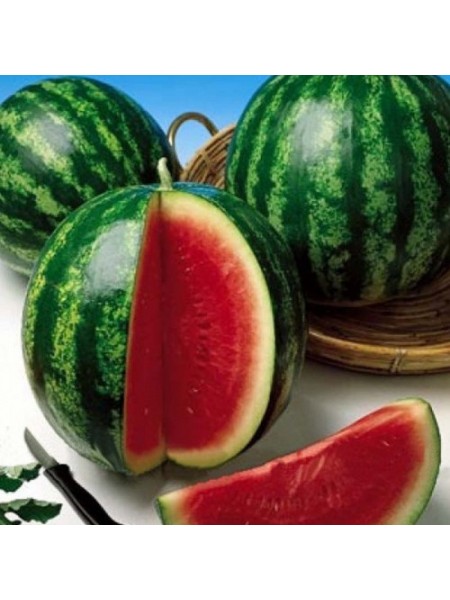 АУ Продюсер семян арбуза среднего (Hollar Seeds)
