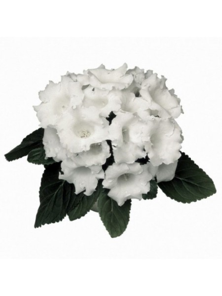 Аванти F1 белая (white) семена глоксинии (Sakata)