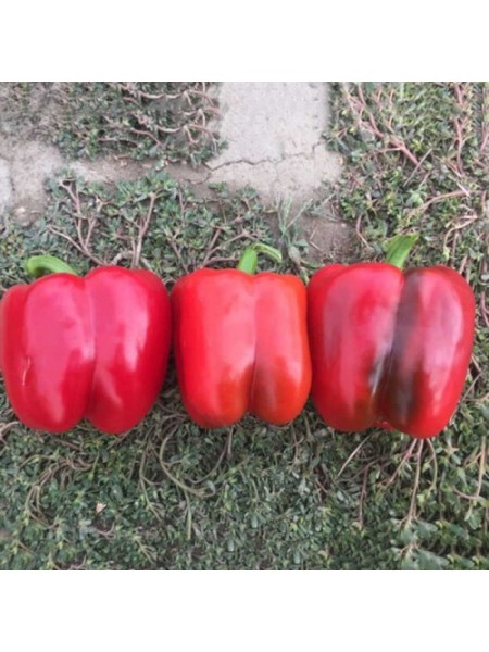 Аида F1 семена перца сладкого тип Блочный ранний (Lark Seeds)