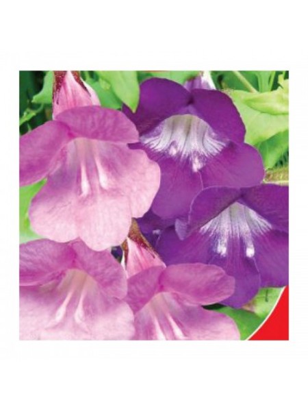 Азарина ползающая семена маурандии (GL Seeds)