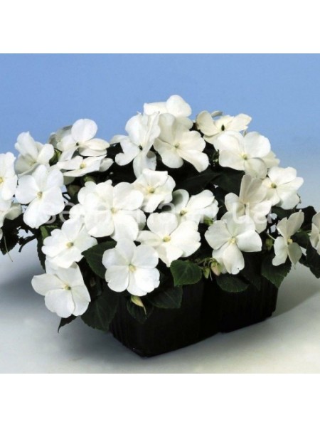 Баланс F1 белый (white) семена бальзамина (Hem Genetics)