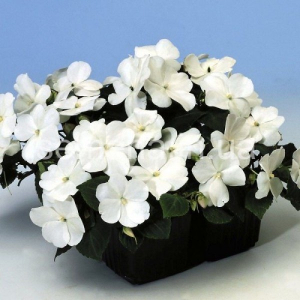 Баланс F1 белый (white) семена бальзамина (Hem Genetics)