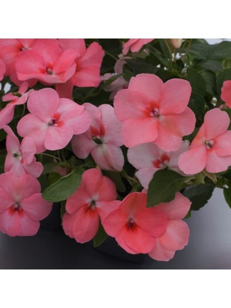 Баланс F1 коралловый семена бальзамина (Hem Genetics)