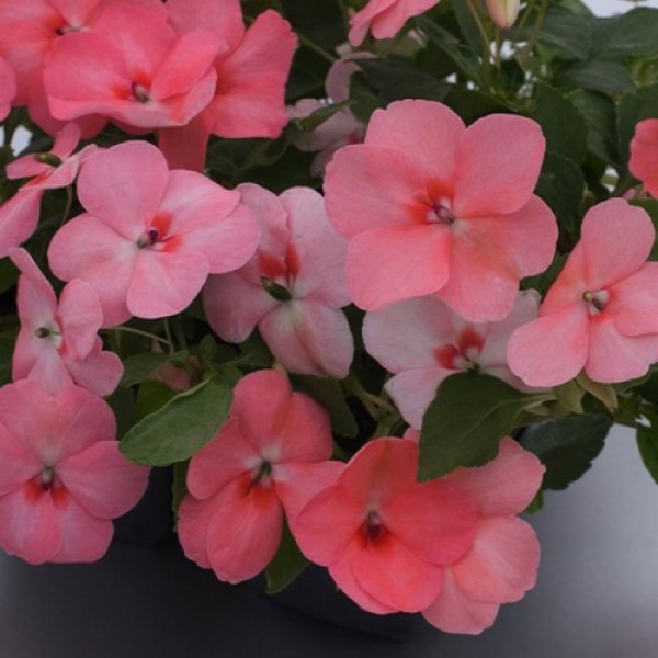 Баланс F1 коралловый семена бальзамина (Hem Genetics)