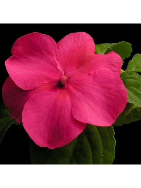 Баланс F1 розовый (rose) семена бальзамина (Hem Genetics)