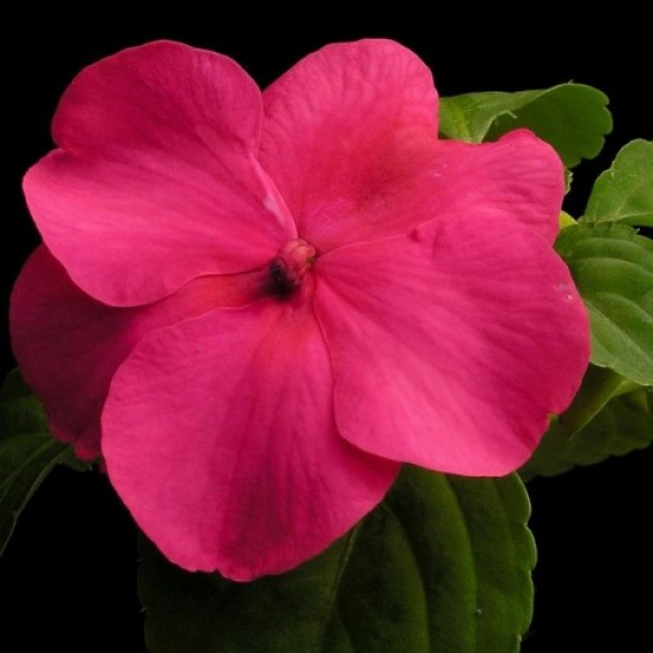Баланс F1 розовый (rose) семена бальзамина (Hem Genetics)